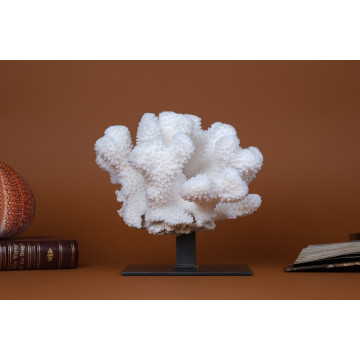 Pocillopora eydouxi coral
