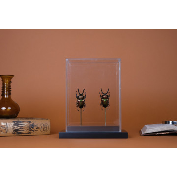 Rainbow Stag Beetle vitrine