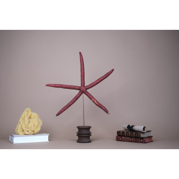 Linckia laevigata - red sea...