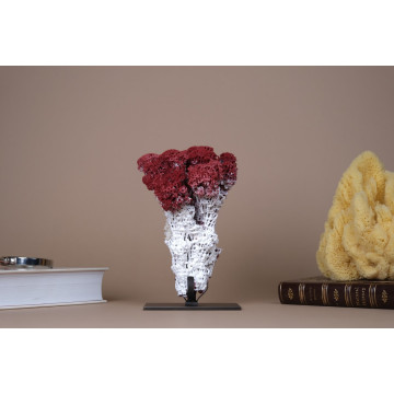 Natural Red Pipe Organ Coral