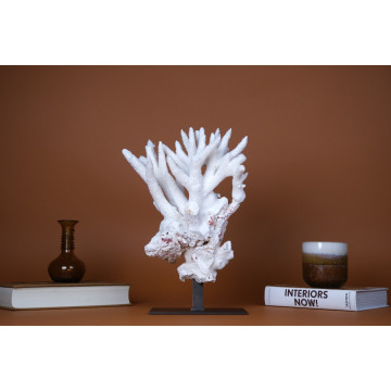 Acropora nobilis coral