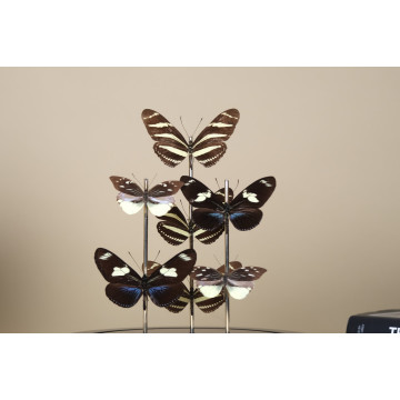 South American butterflies