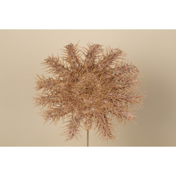 Crown-of-Thorns starfish