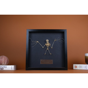 Lesser Short-nosed Fruit Bat