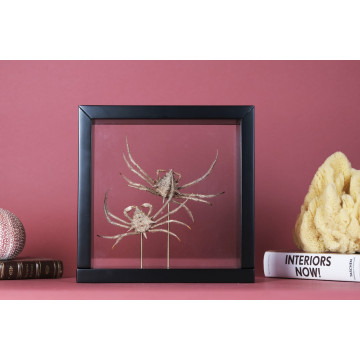 Maja sp. – Sea Spider Crab...