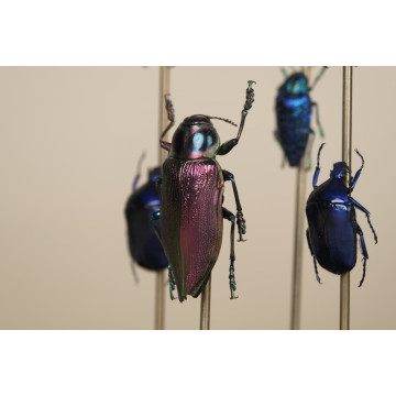 Jewel Beetles Dome
