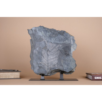 Pecopteris sp. Fossil