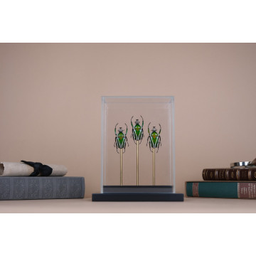 Derby's flower beetle vitrine