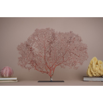 Red gorgonian