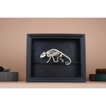 Chamaeleo calyptratus Skeleton