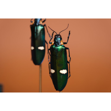 Wood-Boring Beetles Dome