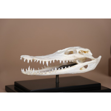 Crocodylus siamensis mini...