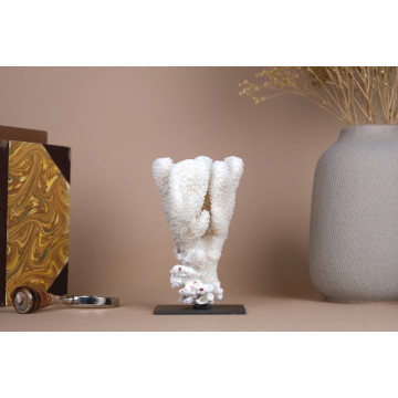 Pocillopora eydouxi coral