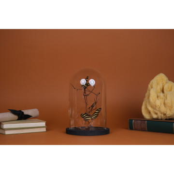 Heliconius charithonia dome