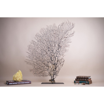 Black spiky Gorgonian