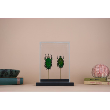 Mecynorhina torquata...