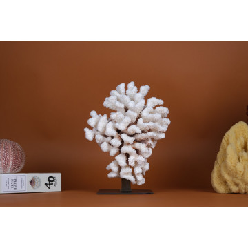 Pocillopora meandrina Coral