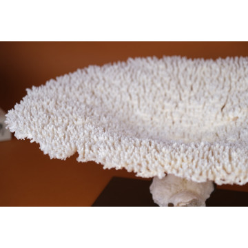 Acropora latistella coral