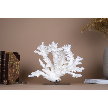 Acropora florida - Branch...