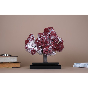 Tubipora musica - natural...