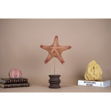 Giant Jungle Star fish