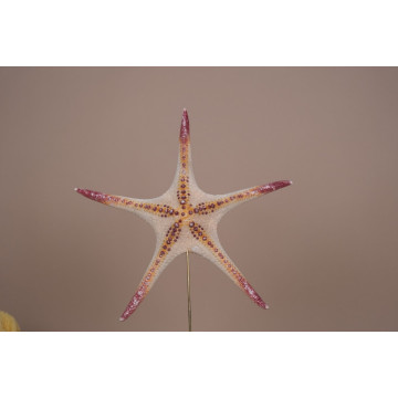 Superbus sea star