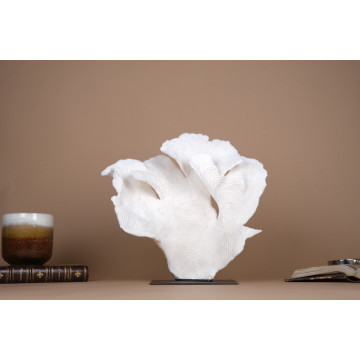 Pachyseris Rugosa coral