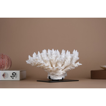 Acropora latistella coral