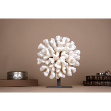 Pocillopora eydouxi coral