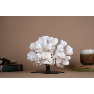 Pocillopora eydouxi coral