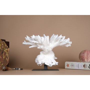 Acropora nobilis coral