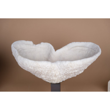 Halomitra pileus coral bowl