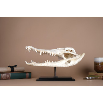 Crocodylus siamensis skull