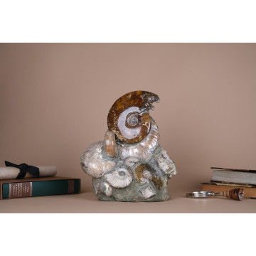 Opalized Cleoniceras group