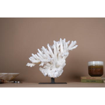 Acropora nobilis coral