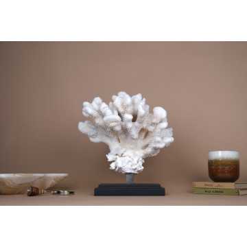 Pocillopora eydouxi coral