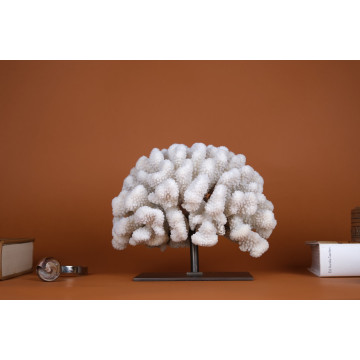 Pocillopora meandrina Coral