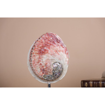 Haliotis red midae shell