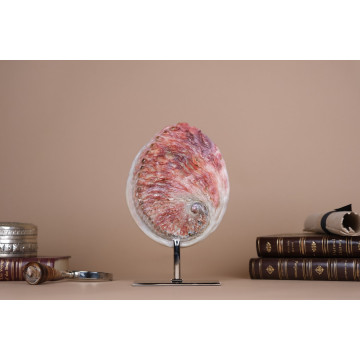 Haliotis red midae shell