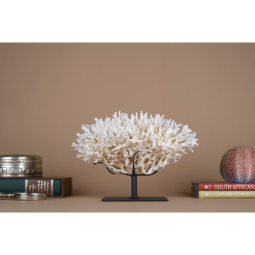 Seriatopora Hystrix coral