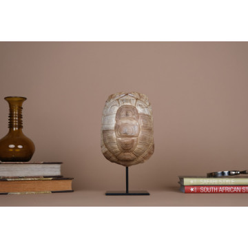Testudo graeca - turtle shell