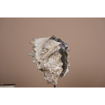 Toothed oyster
