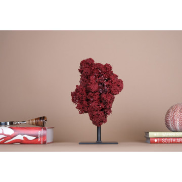 Tubipora musica - natural...