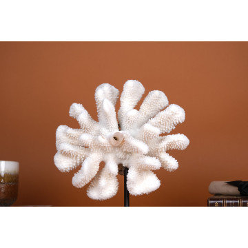 Pocillopora eydouxi coral