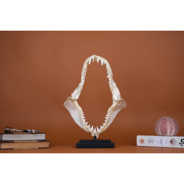Mako Shark Jaw