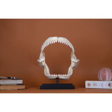 Dusky shark jaw