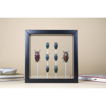 Jewell Beetles vitrine