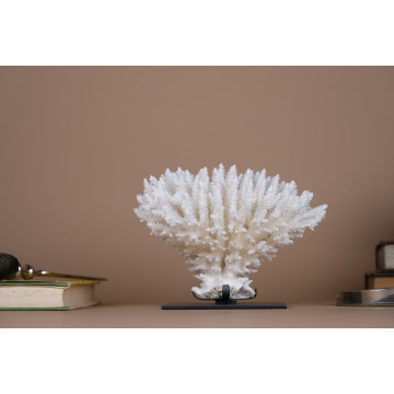 Acropora latistella coral