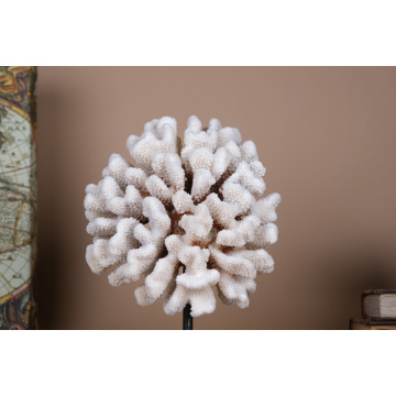 Pocillopora meandrina Coral