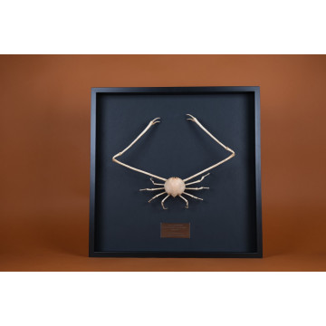 Parilia major - Spider crab